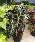 Polly Alocasia